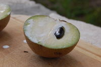 Unripened Sapodilla fruit