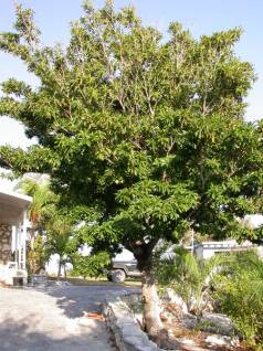 Image:Sapodilla tree.jpg