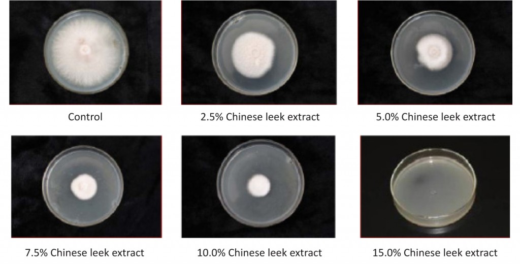 different concentration of leek extracts