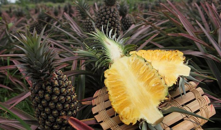 PINEAPPLE – Common Varieties – TFNet – International Tropical Fruits Network